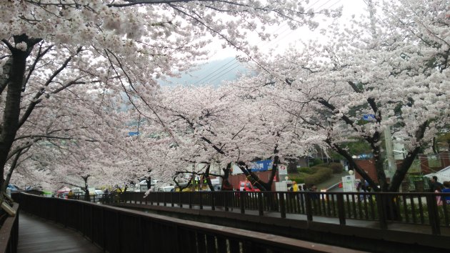 余佐川の桜